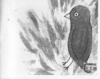 Bird Comic